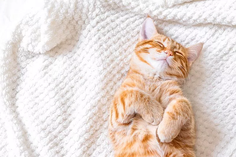 Orange striped kitten lying on fluffy white blanket