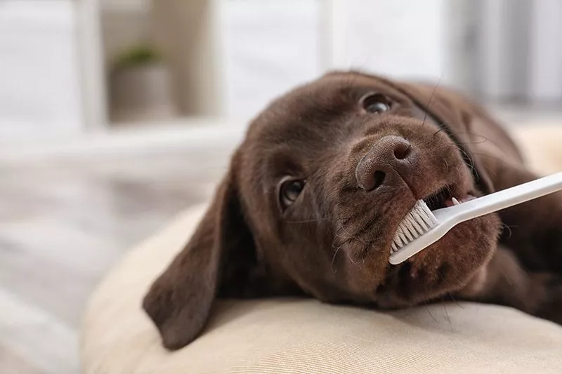 Chocolate lab puppy getting teeth brushed with Tree's Pet Care grooming service