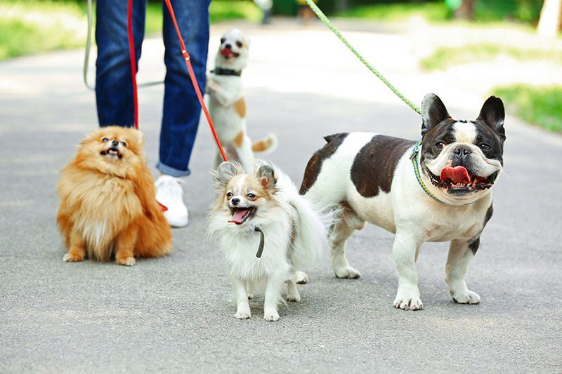 Three happy dogs on a group walk with Tree's Pet Care