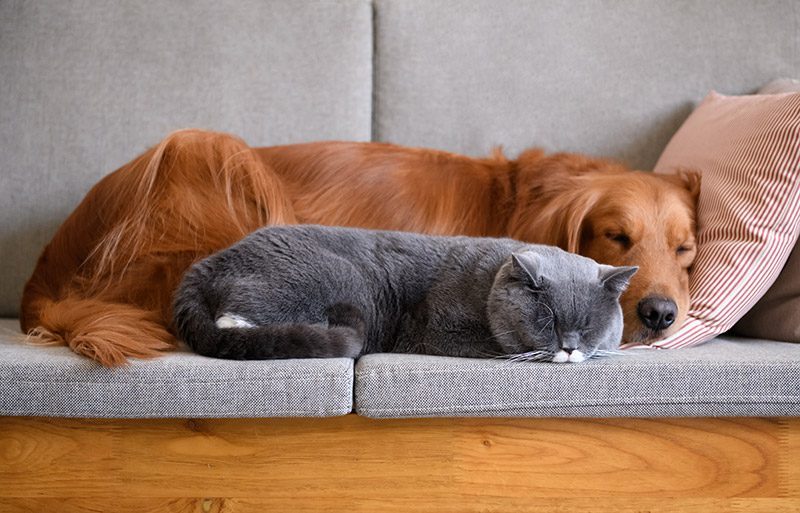 Golden retriever and cat snuggle as they enjoy overnight pet sitting from Tree's Pet Care