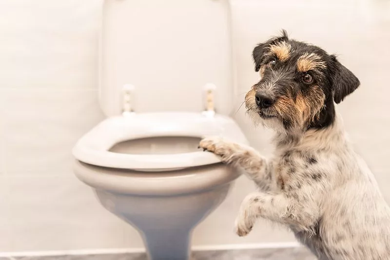 Dog with hand on toilet looking to the side