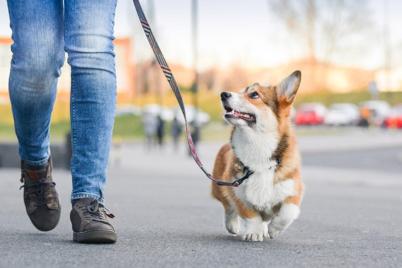 Corgi on a private walk with Tree's Pet Care team member