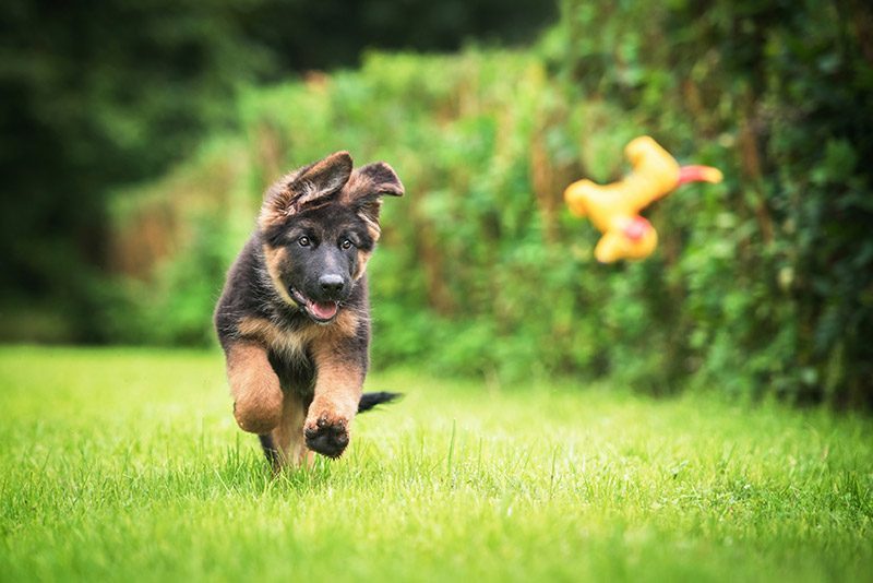 Puppy playing in the grass