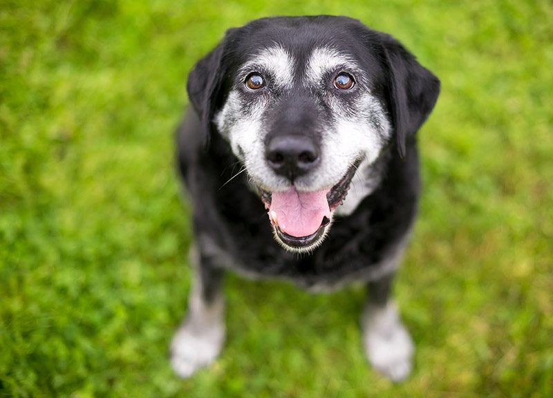 Senior dog happy and relaxed on Tree's Pet Care Senior Pet Plan