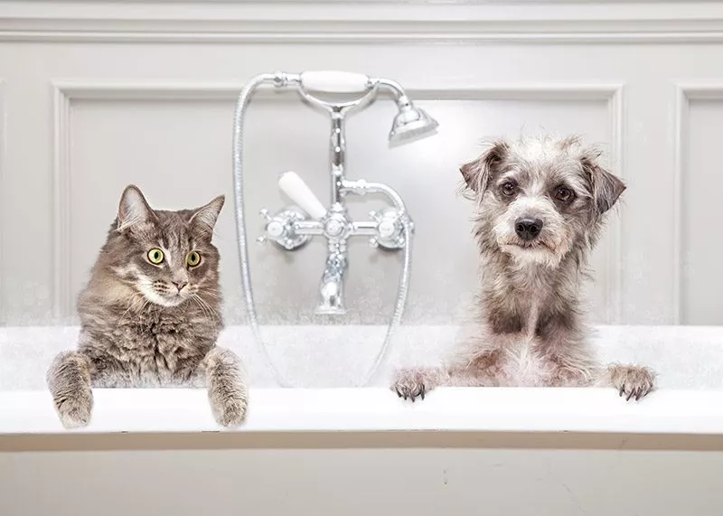 Cat and dog in the bath