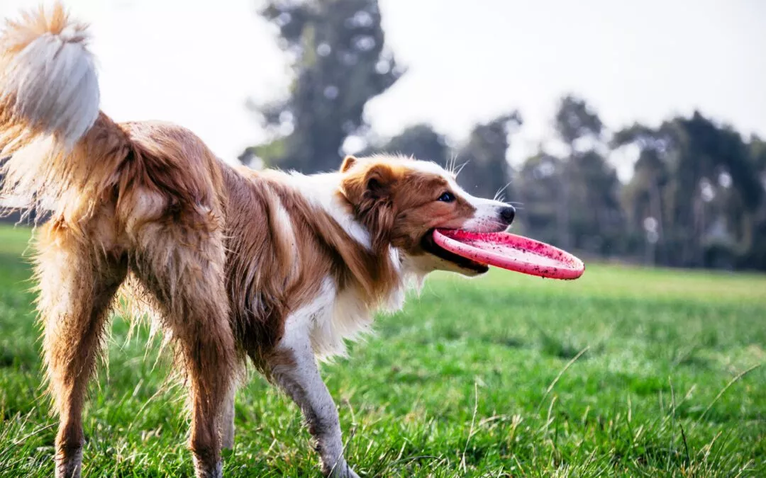 The Importance of Positive Reinforcement: Why We Don’t Use Aversives in Our Animal Care