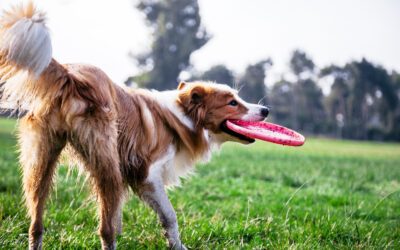 The Importance of Positive Reinforcement: Why We Don’t Use Aversives in Our Animal Care