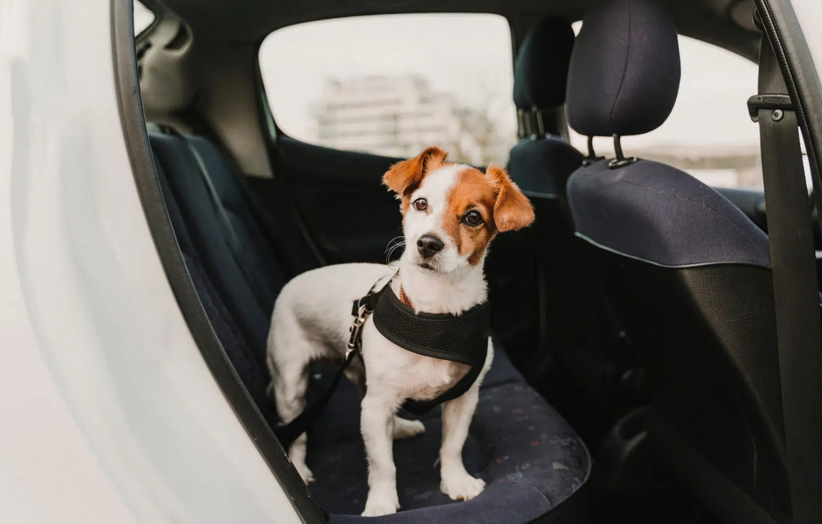 dog riding safely in car